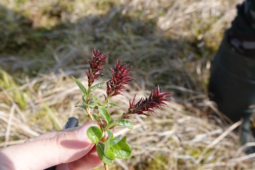 Image of Salix fuscescens by (c) Валерия Ковалева, some rights reserved (CC BY)
