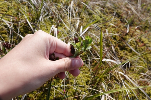 Image of Salix fuscescens by (c) Валерия Ковалева, some rights reserved (CC BY)