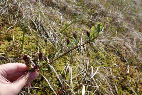 Image of Salix fuscescens by (c) Валерия Ковалева, some rights reserved (CC BY)