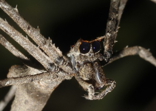 Asianopis aurita