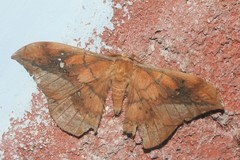 Copaxa multifenestrata