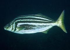 Striped Trumpeter photo 1