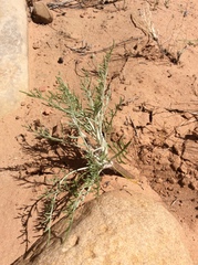 Hymenopappus filifolius