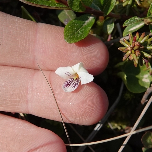 Viola hultenii iNat (2)