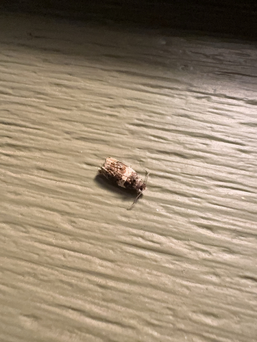 Banded Olethreutes Moth photo 6