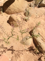 Lepidium montanum