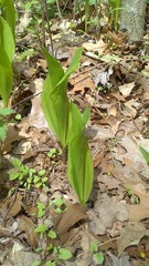 Convallaria majalis