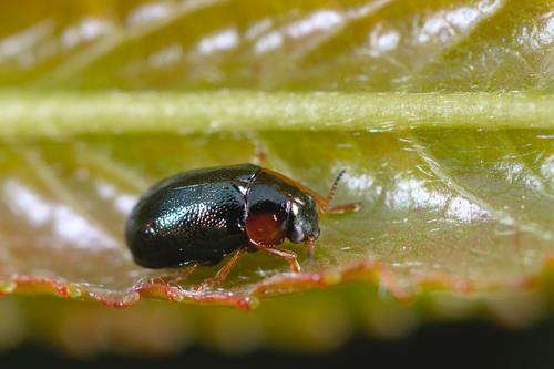 Smaragdina affinis