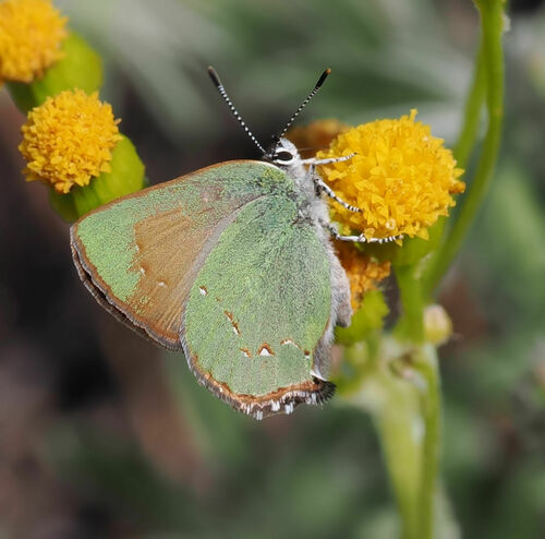 Western Green Hairstreak photo 3