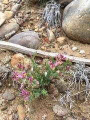 Rhinotropis subspinosa