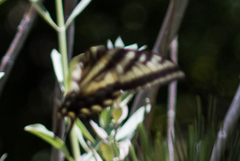 Papilio rutulus