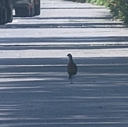 Ring-necked Pheasant