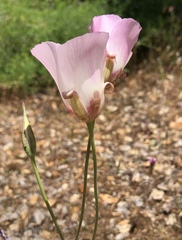 Calochortus simulans