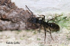 Pachycondyla striata