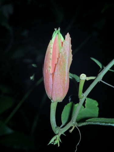 Image of Passiflora miniata by (c) Jared Shorma, some rights reserved (CC BY)