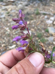 Penstemon breviculus