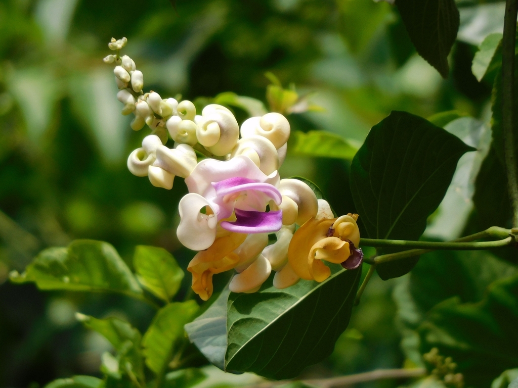Cochliasanthus