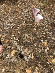 Calochortus simulans