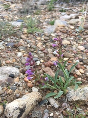 Penstemon breviculus
