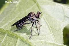Atoniomyia