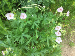 Geranium viscosissimum