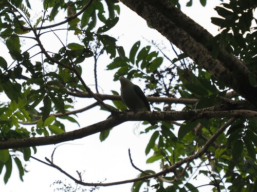 Grey-green Fruit Dove (Ptilinopus purpuratus), photo 9