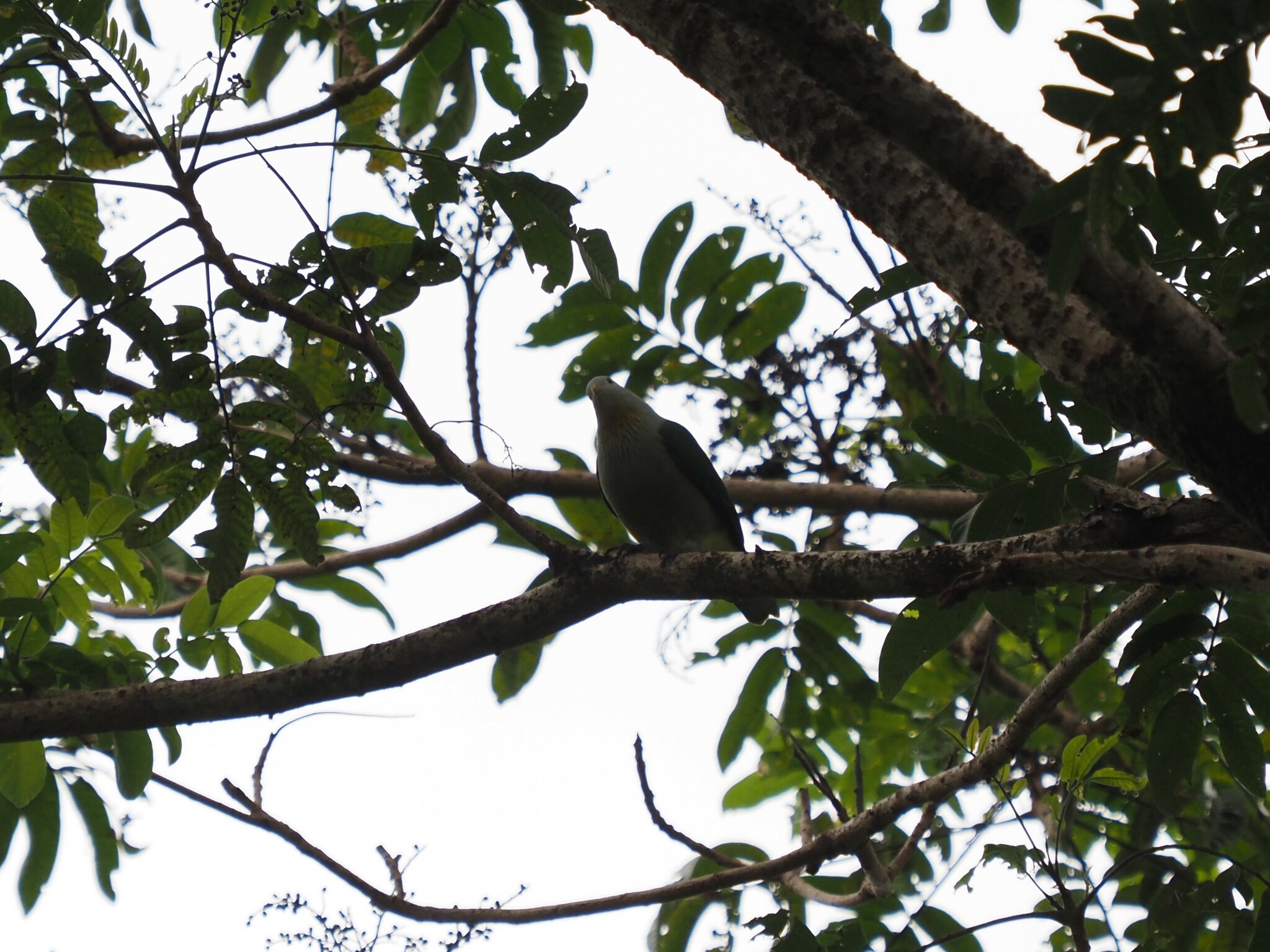 Grey-green Fruit Dove (Ptilinopus purpuratus), photo 10