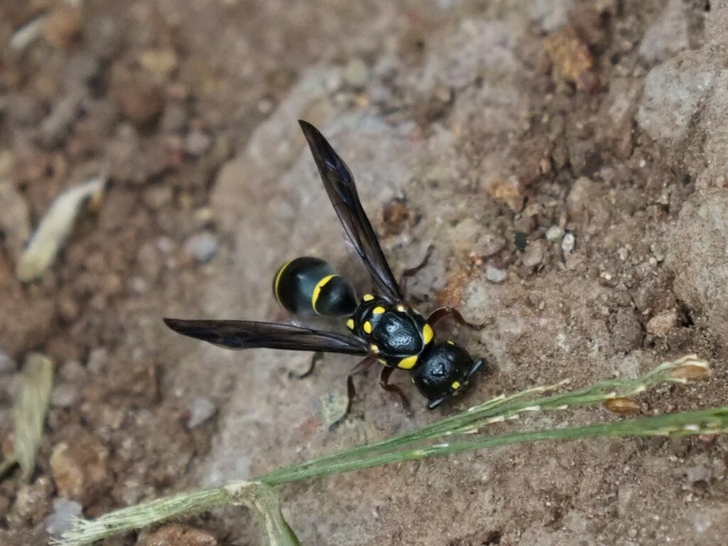 Parodynerus quodi