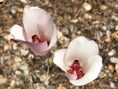 Calochortus simulans
