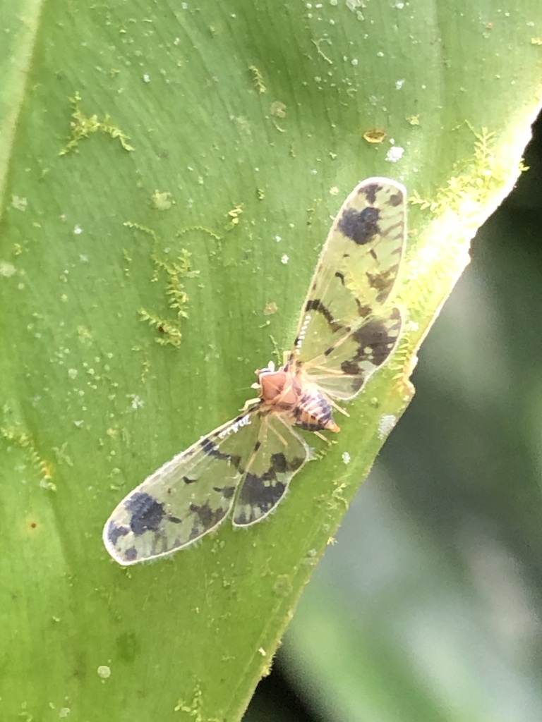 Mysidia striata