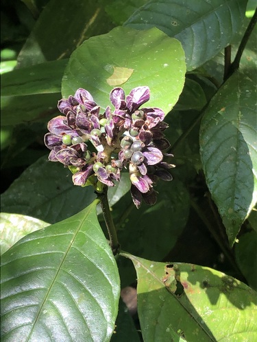 Palicourea justiciifolia (Palicourea justiciifolia)