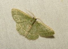 Chlorochlamys