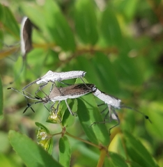 Chariesterus antennator
