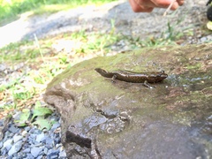 Desmognathus kanawha