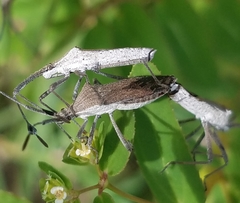 Chariesterus antennator