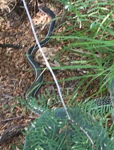 Masticophis schotti