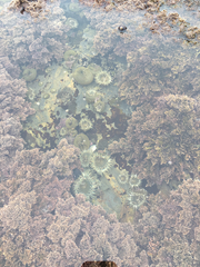 Anthopleura elegantissima