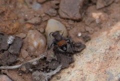 Dasymutilla texanella