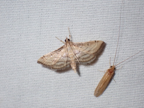 Trapeze Moth photo 3