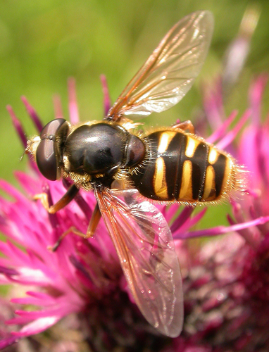 Yellow-barred Peat Hover Fly