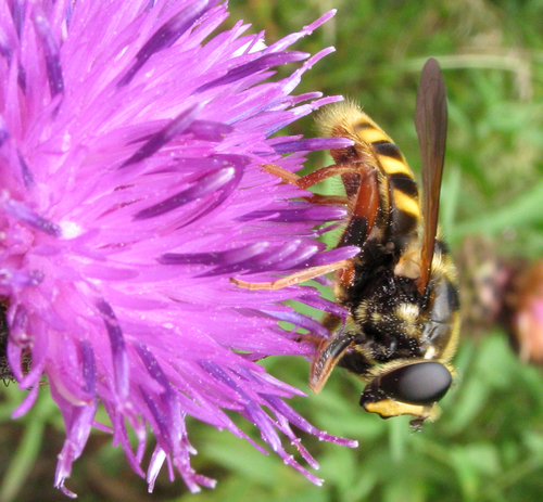 Yellow-barred Peat Hover Fly