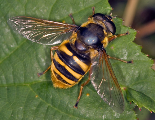 Yellow-barred Peat Hover Fly