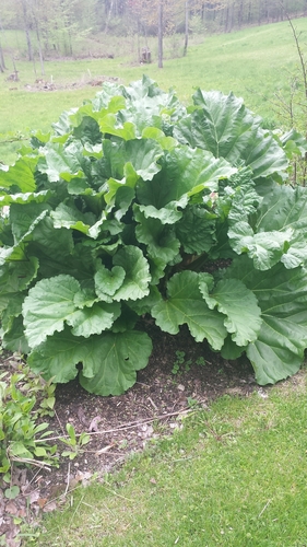 Rhubarb