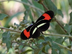 Heliconius erato phyllis