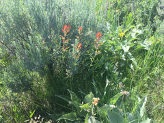 Castilleja linariifolia
