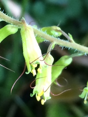 Tolmiea diplomenziesii