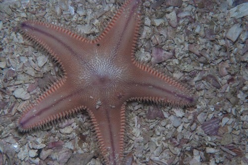 Sand Sea Star, pmb reef Cape Point, Cape Town, South Africa, photo 8 of 10