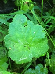 Tolmiea diplomenziesii