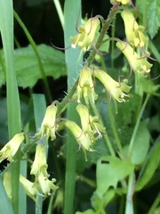 Tolmiea diplomenziesii