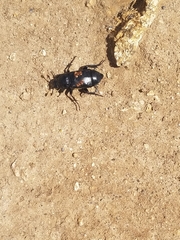 Nicrophorus guttula